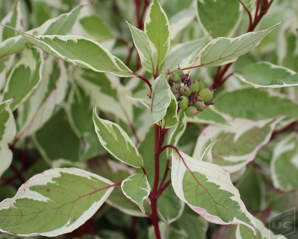 Дерен белый