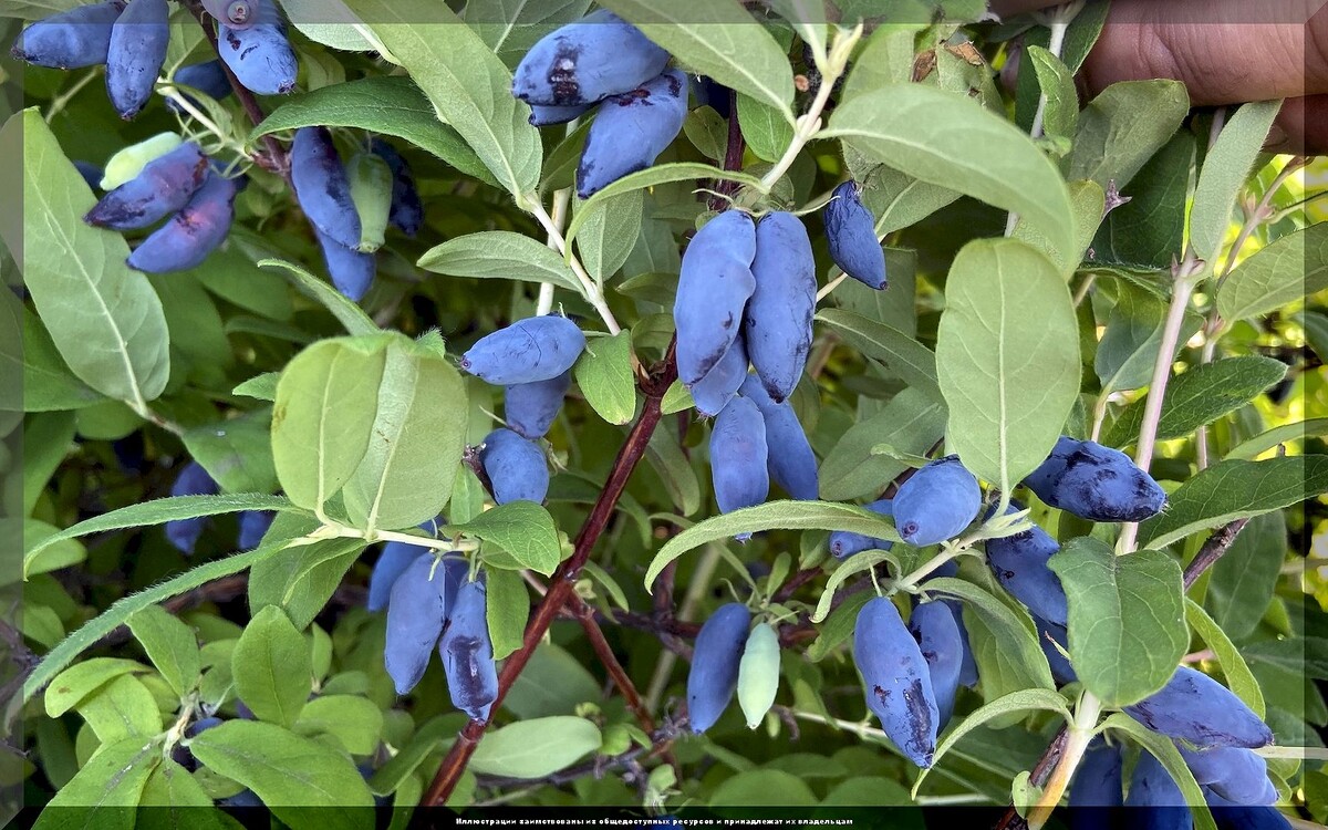 Жимолость алтайская