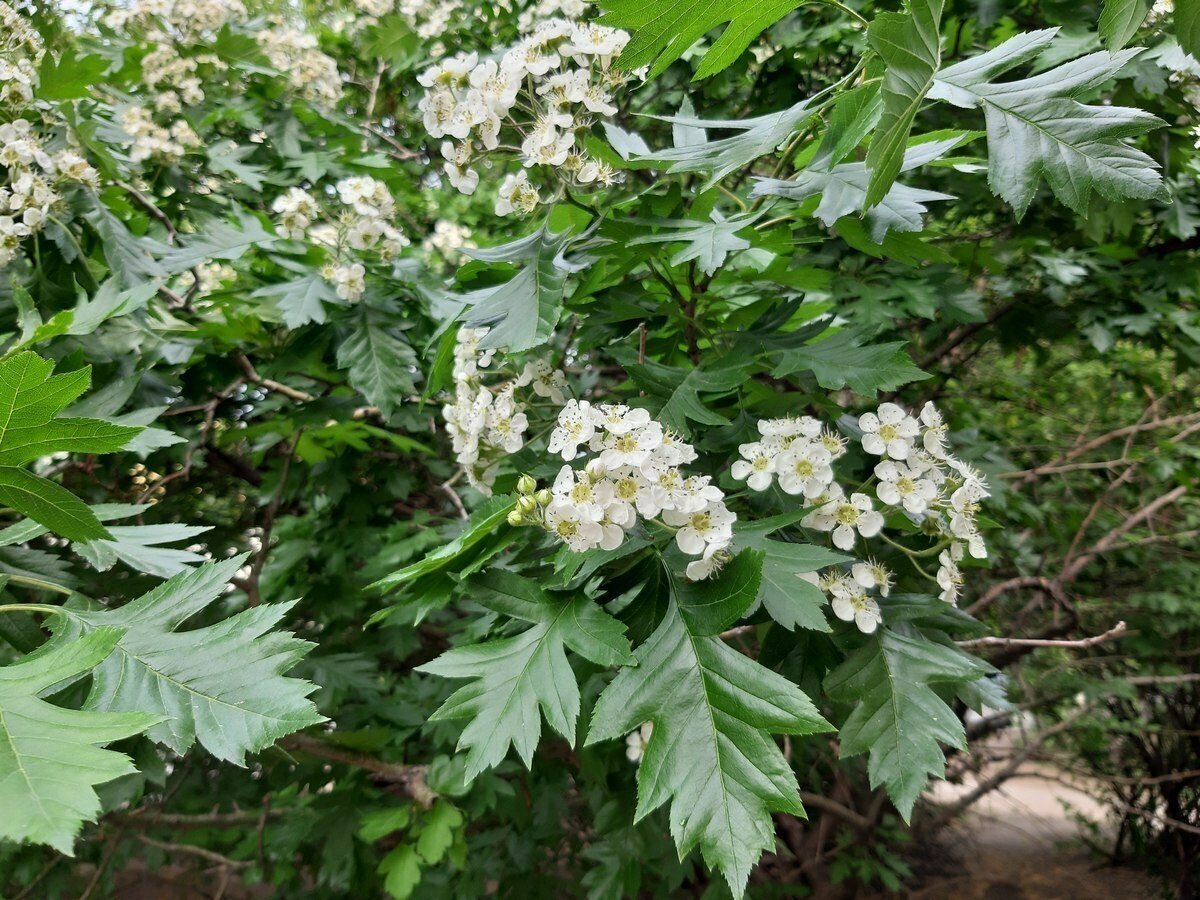 Боярышник перистонадрезанный