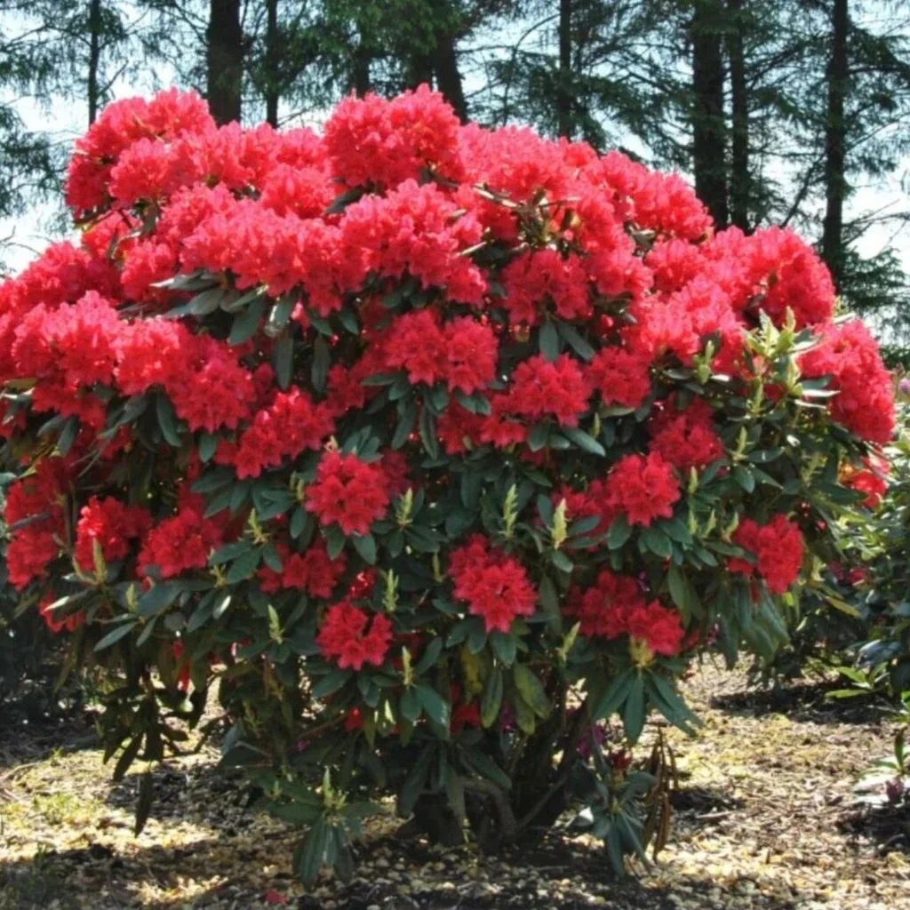 Рододендрон Рододендрон