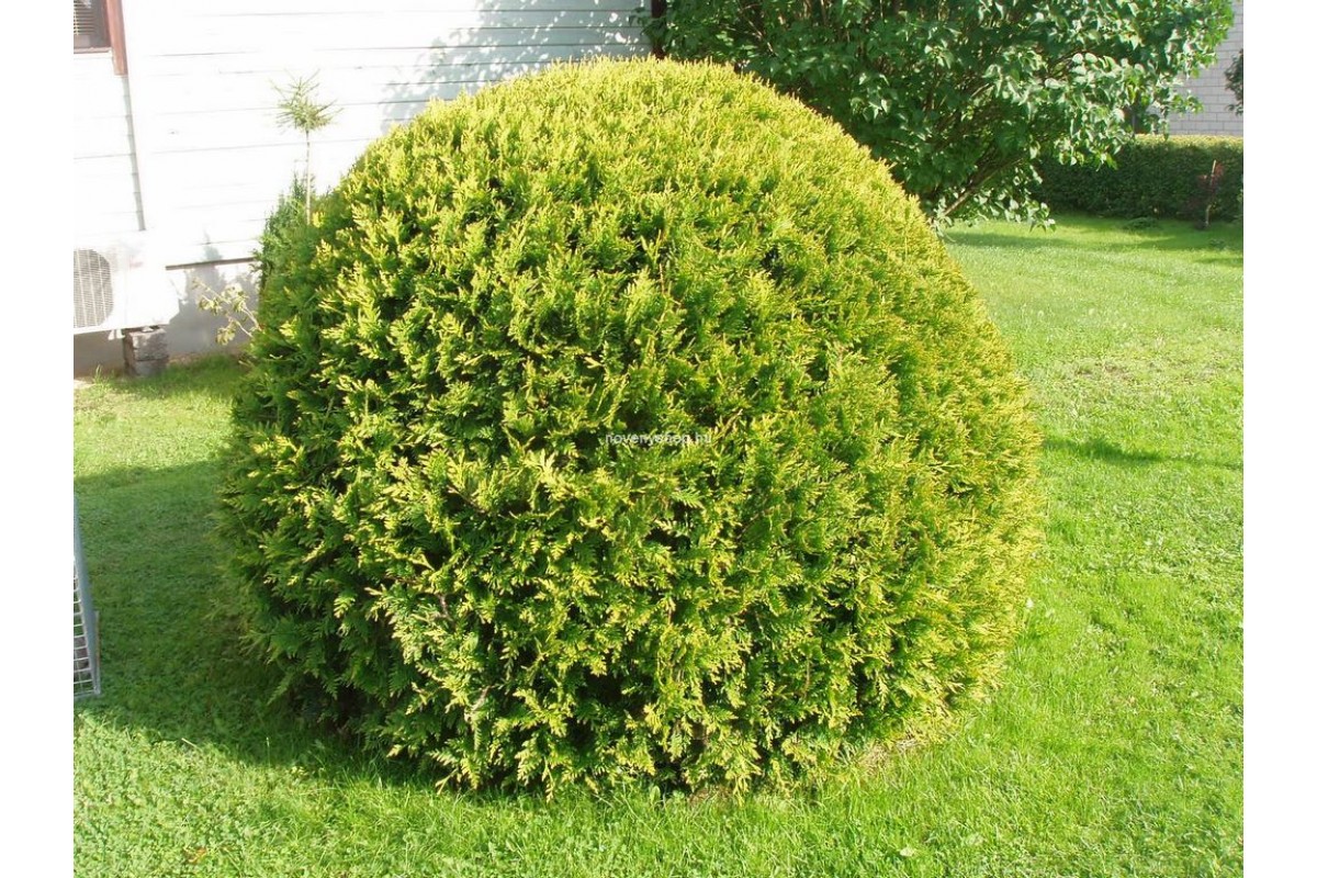 Туя западная Туя западная