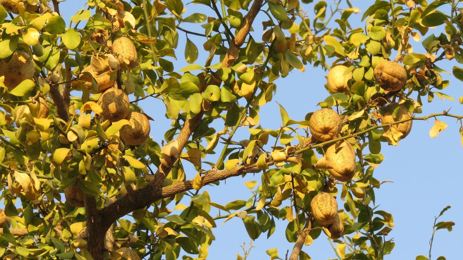 Баланитес Баланитес