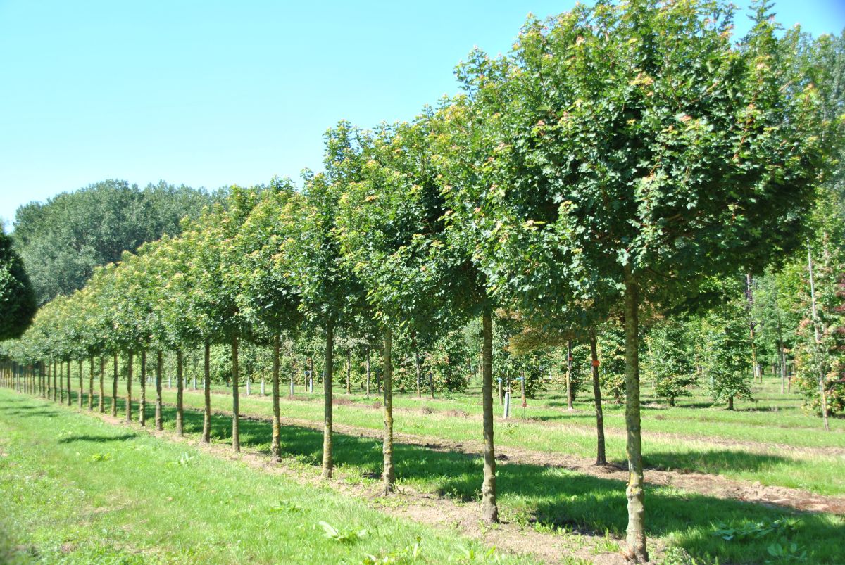 Клён полевой Клён полевой