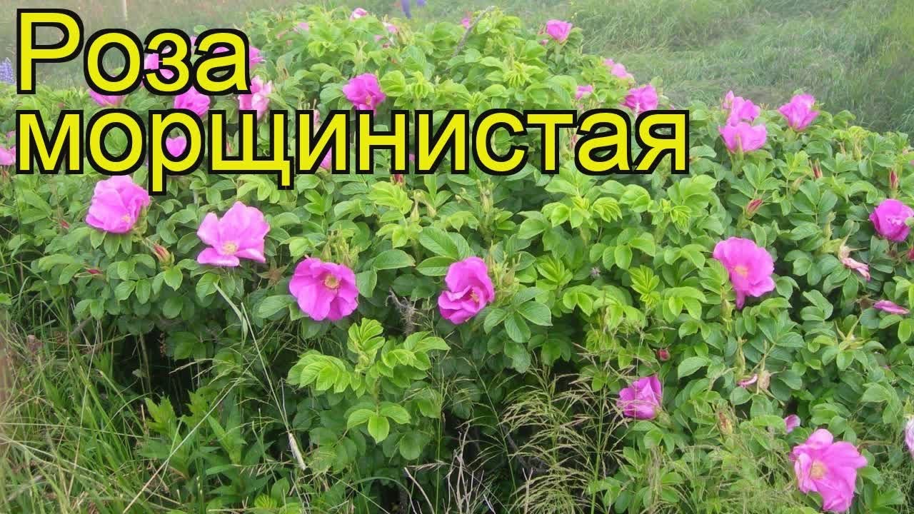 Роза морщинистая Роза морщинистая