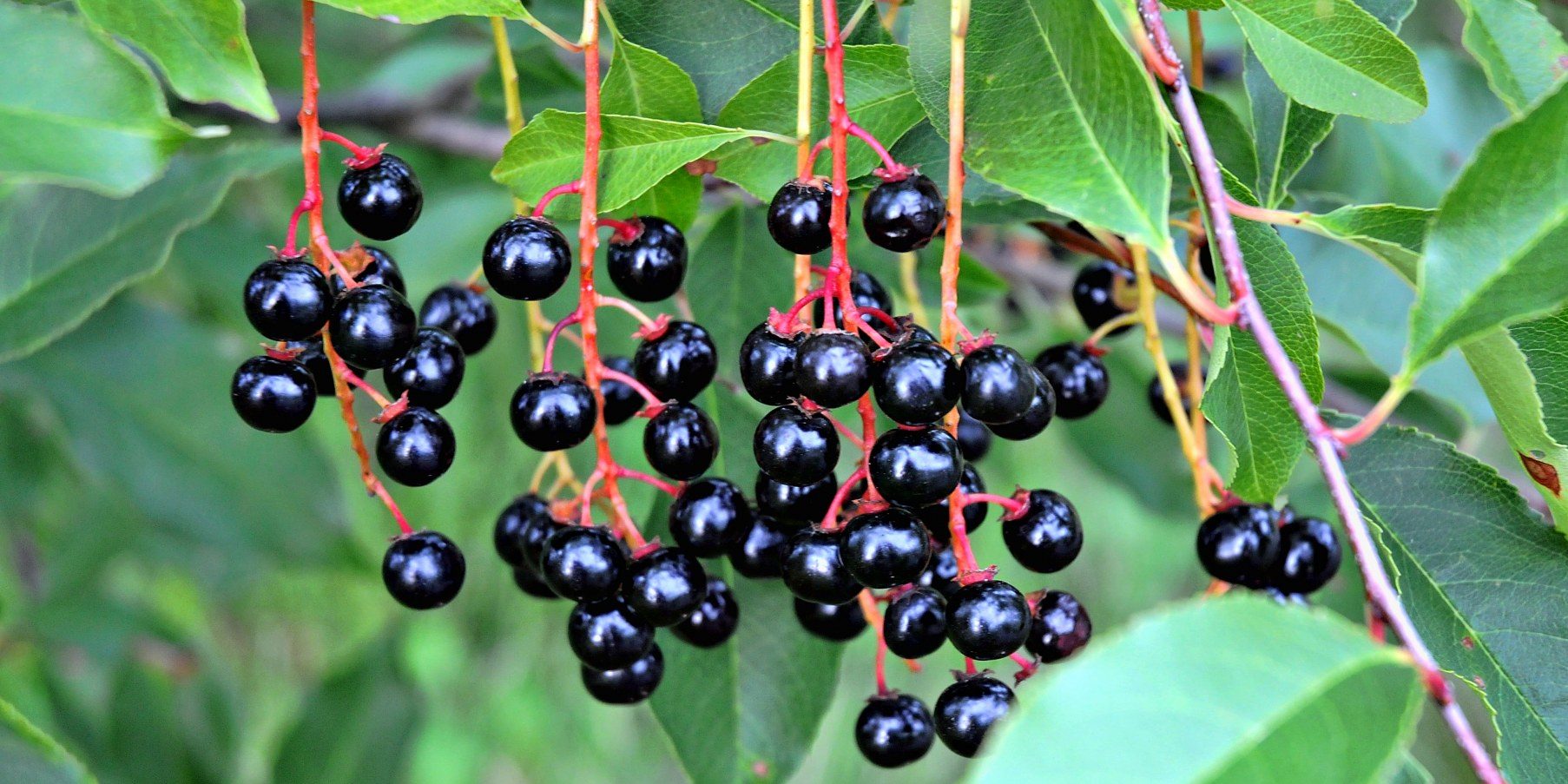 Черемуха сьори