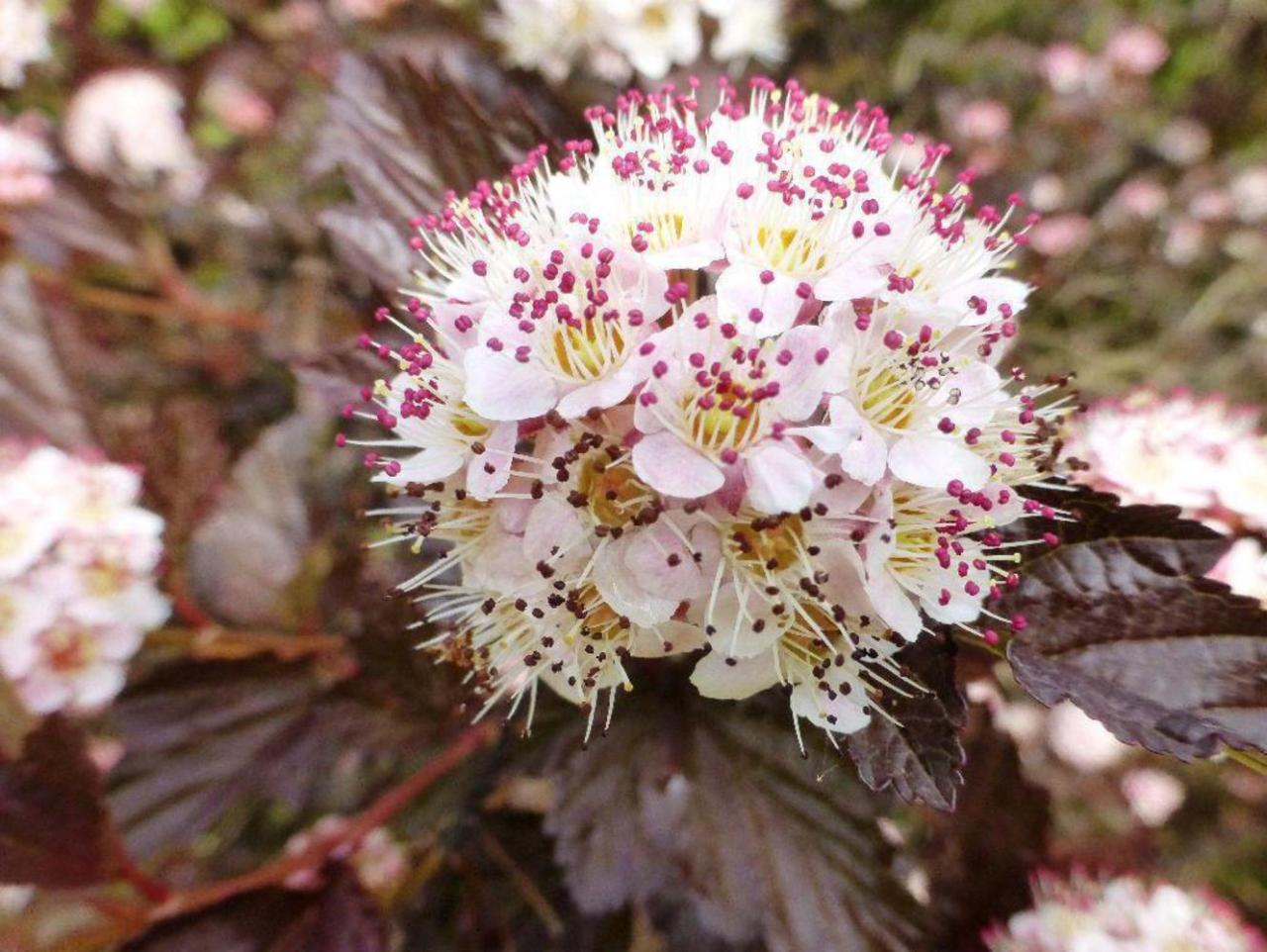 Пузыреплодник сизый