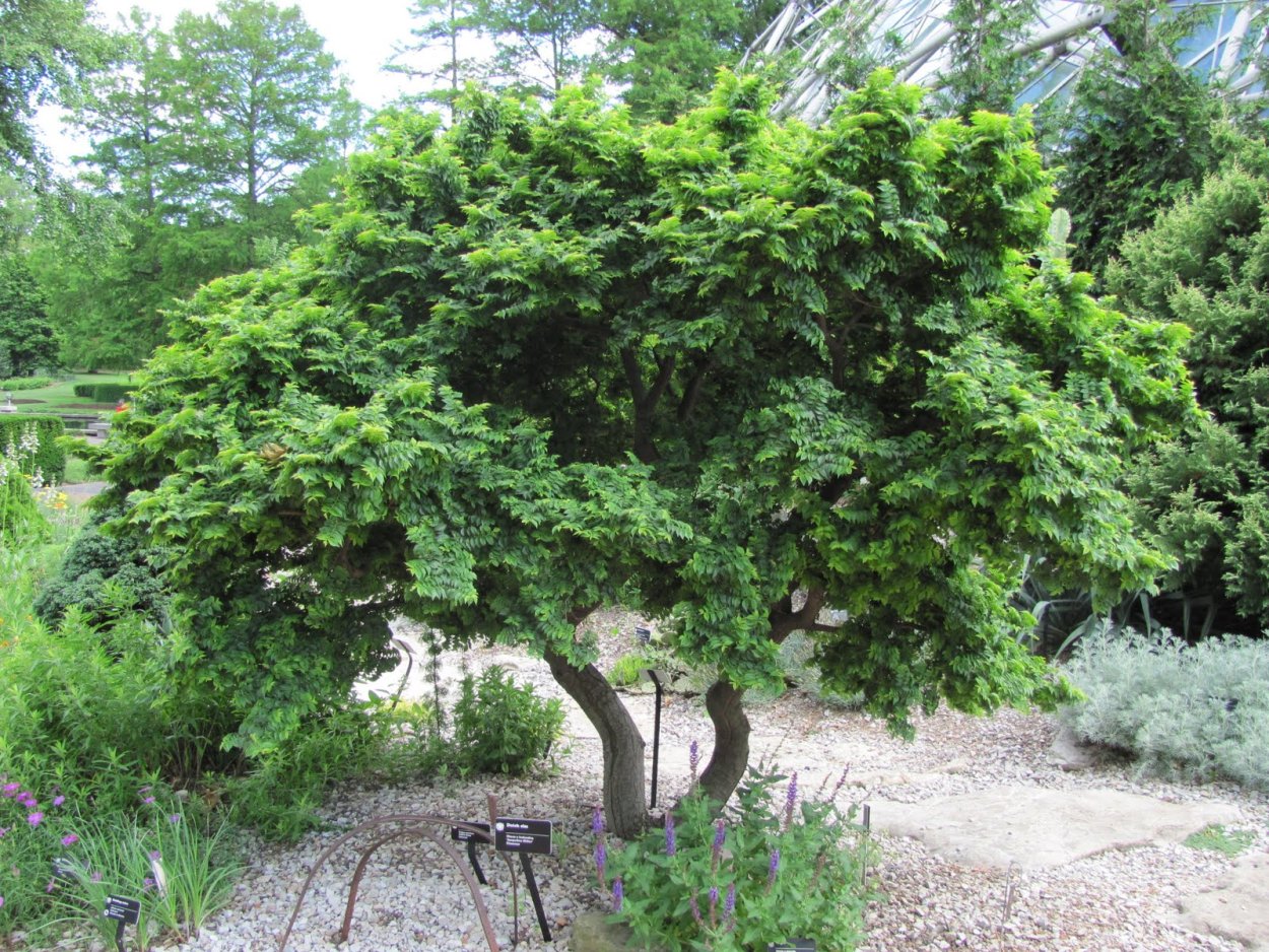 Вяз приземистый