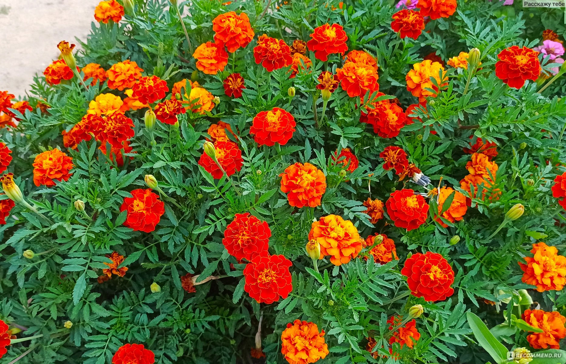 Бархатцы мелкоцветные