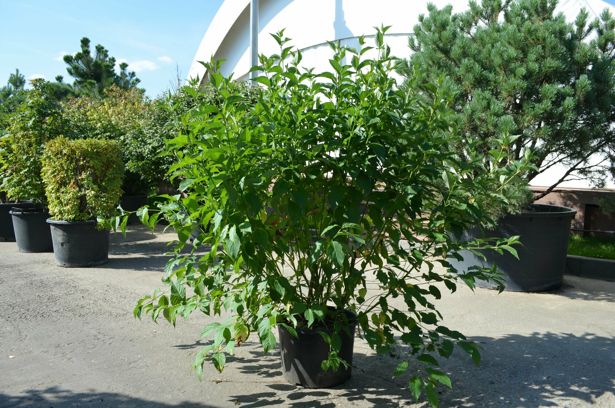 Дерен отпрысковый