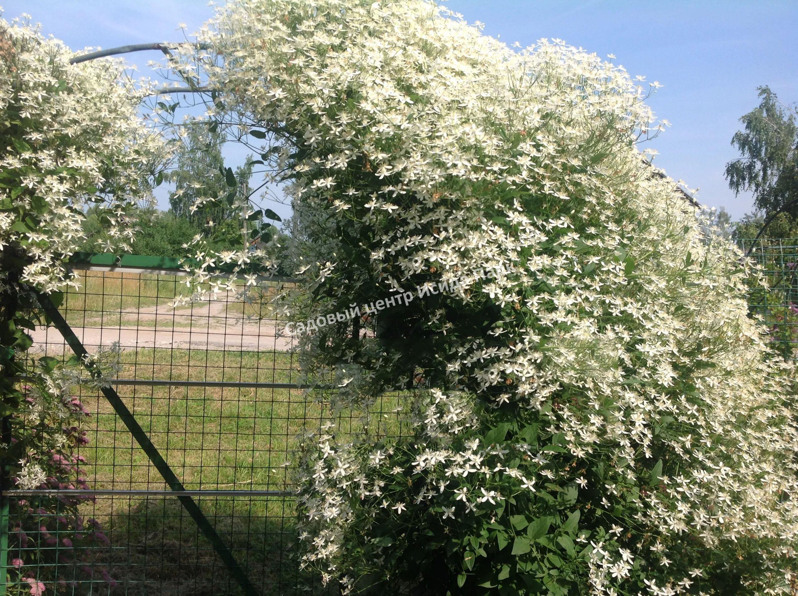 Клематис метельчатый