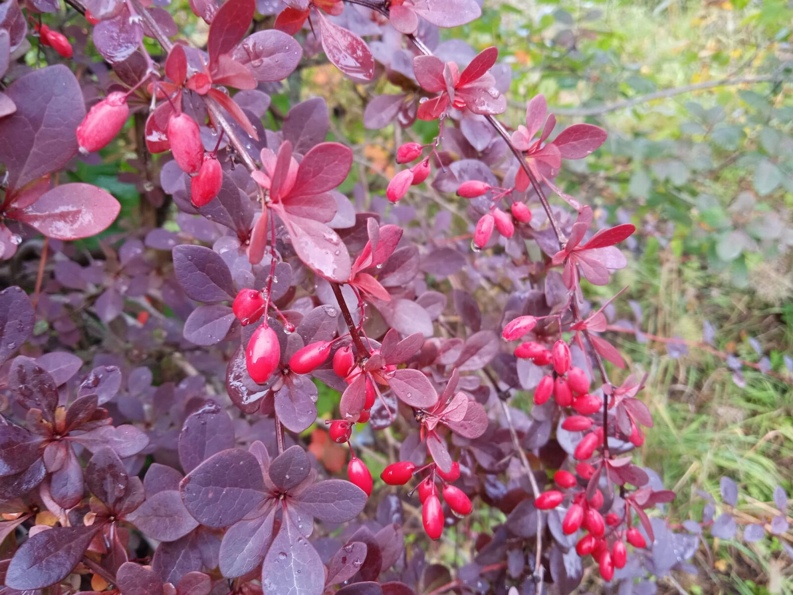 Барбарис подражающий