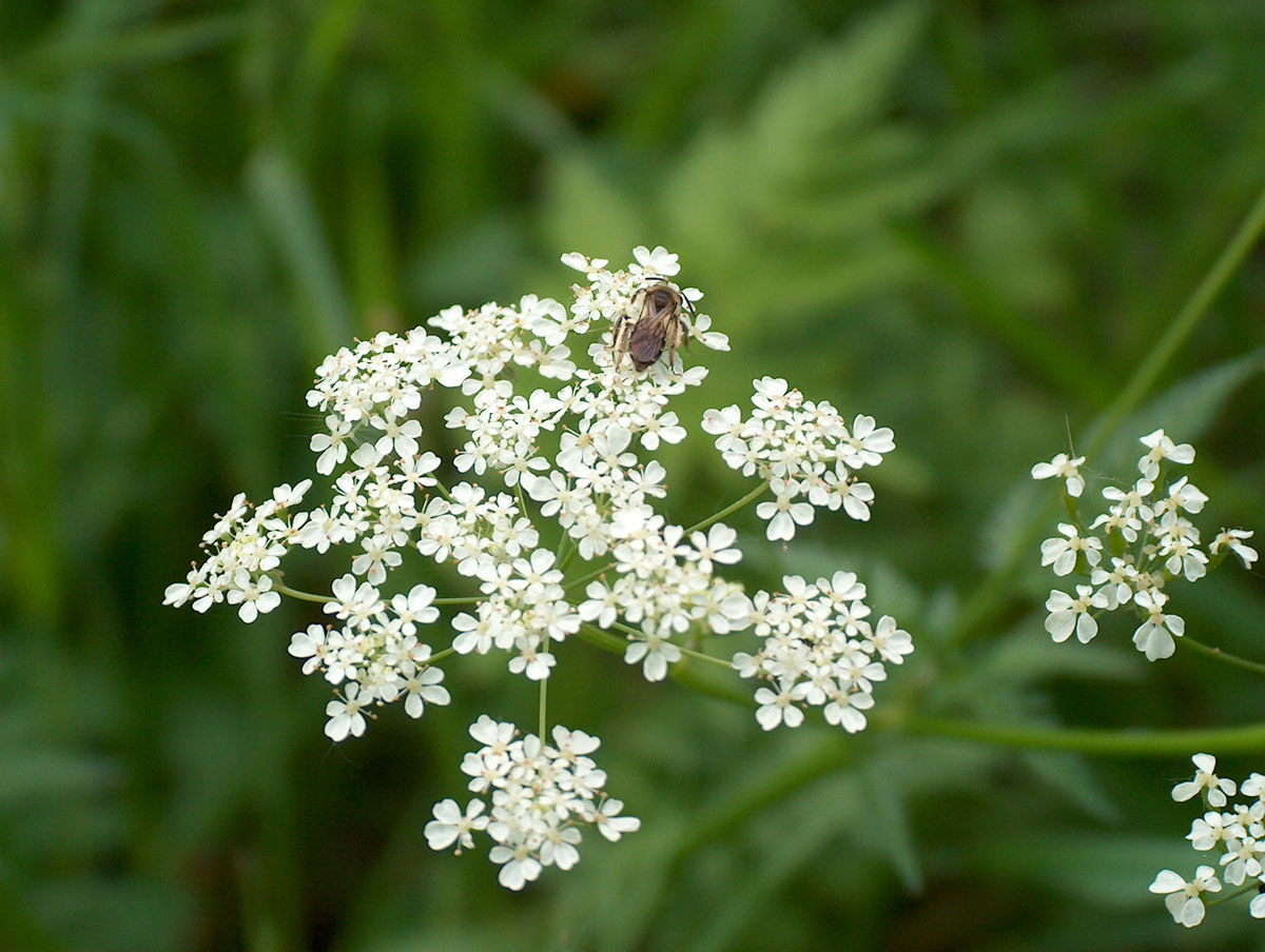 Бедренец близкий