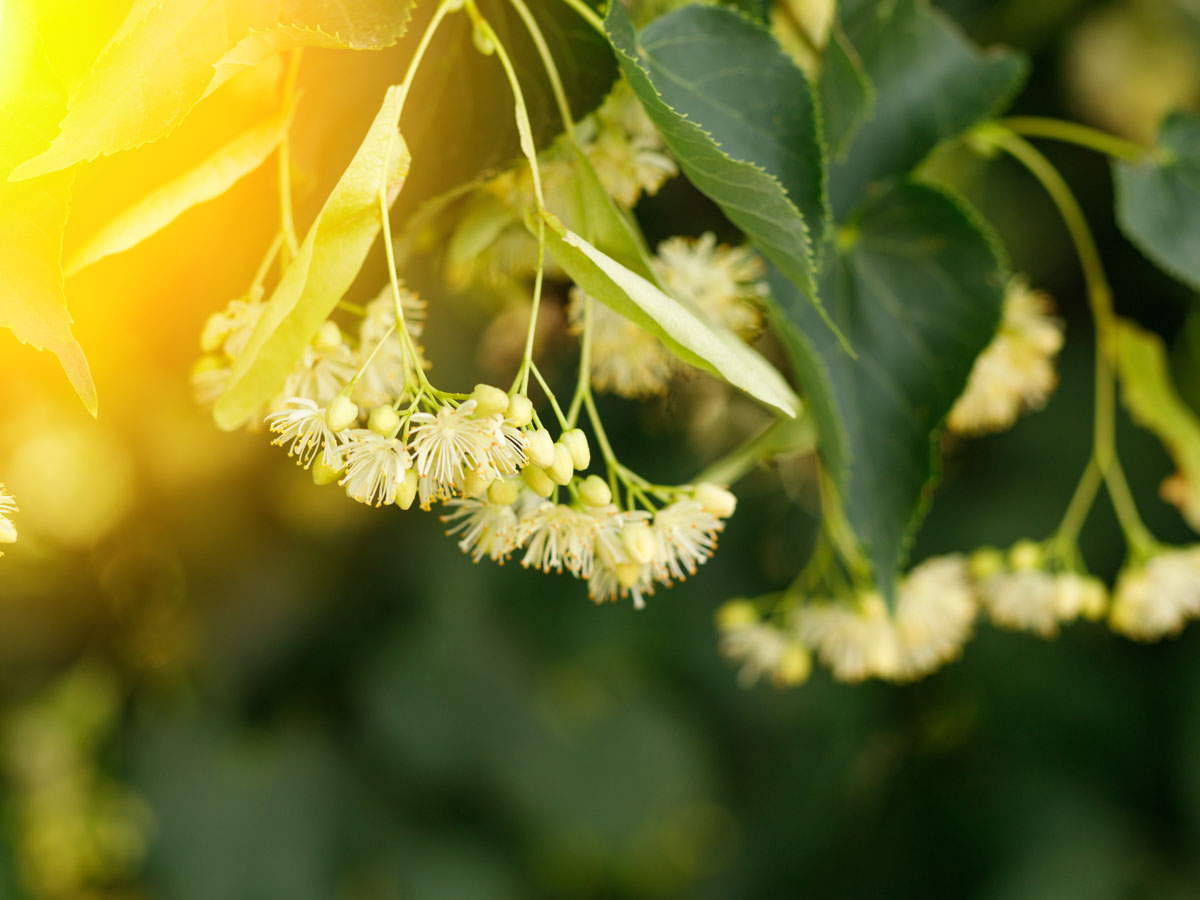 Липа крупнолистная