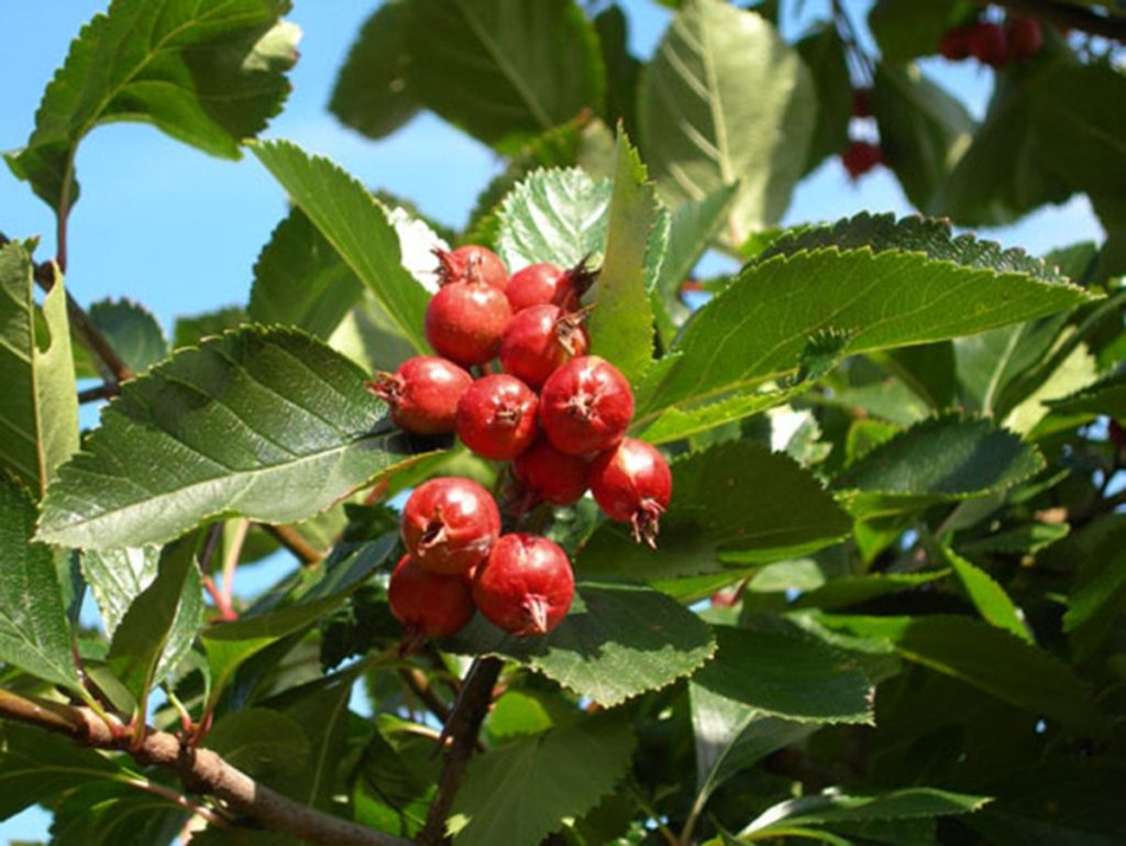 Боярышник петушья шпора