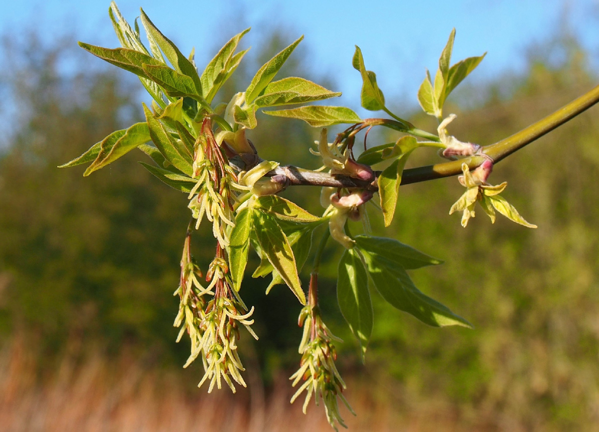 Клён ясенелистный