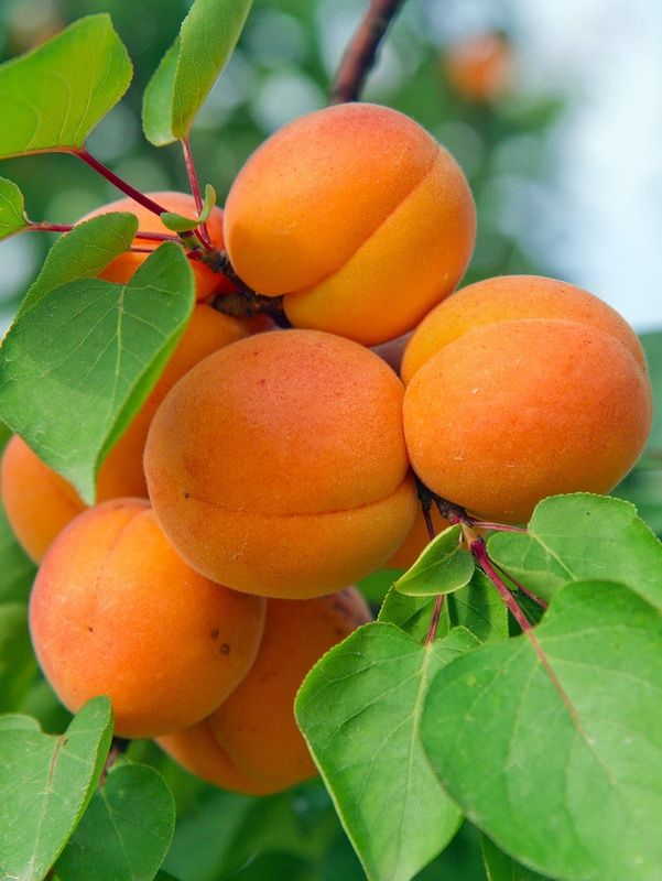 Абрикос обыкновенный