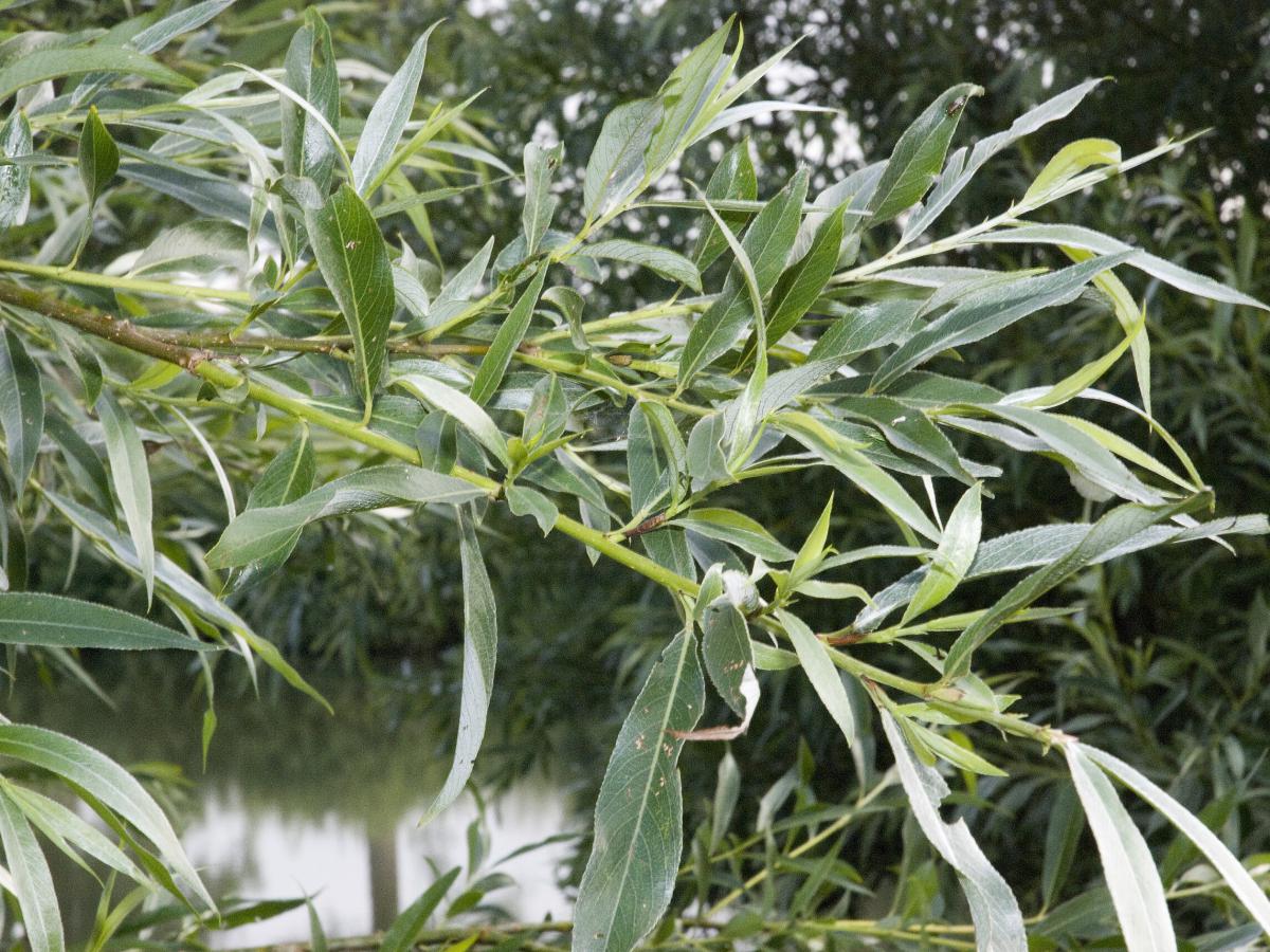 Ива пепельная