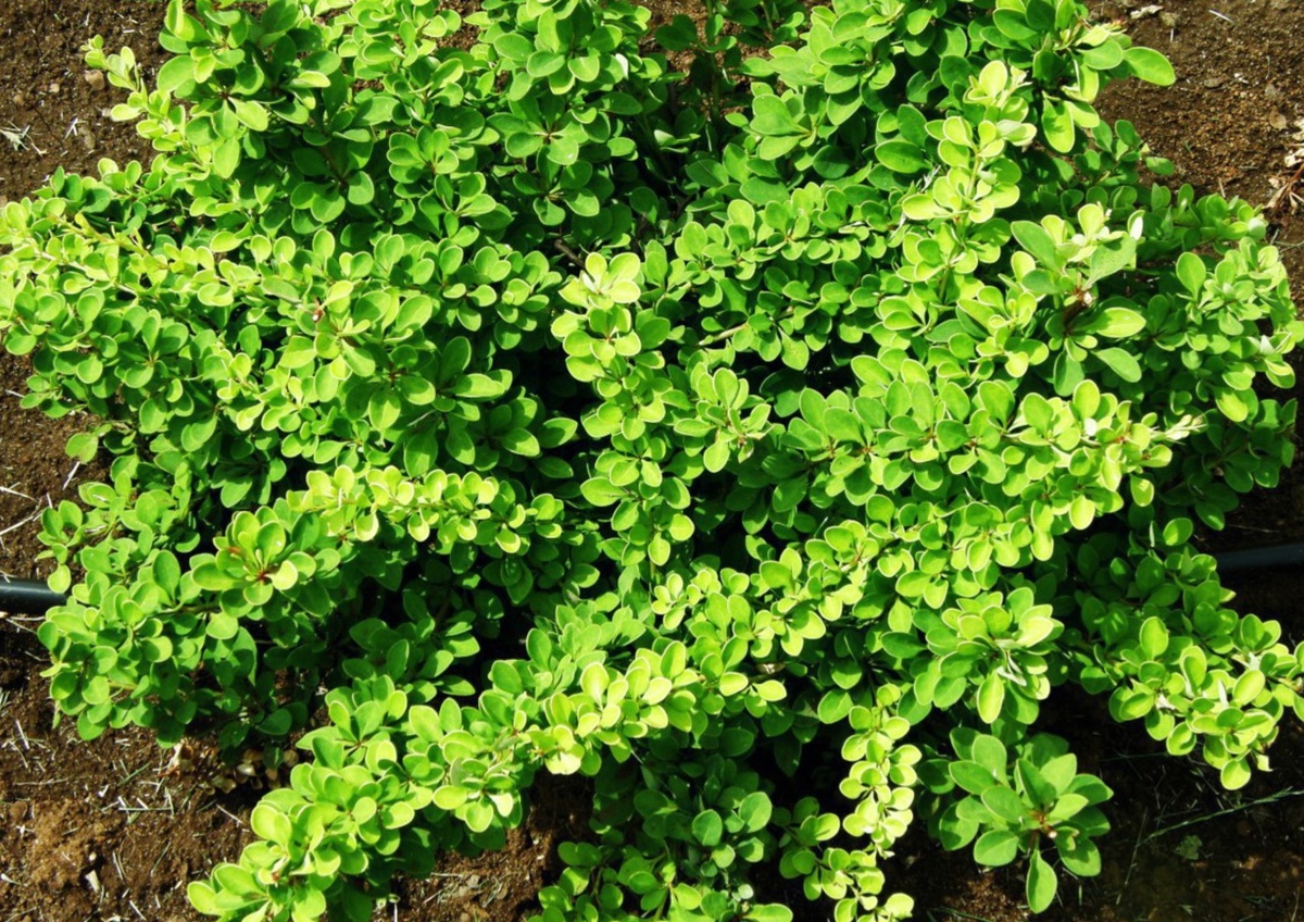 Барбарис Тунберга