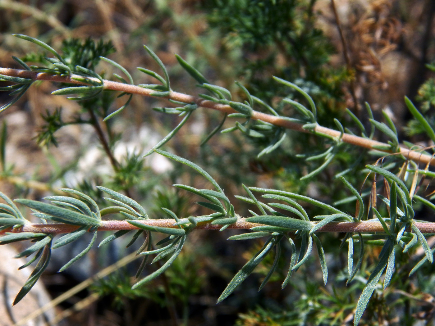 Бассия шерстистоцветковая Бассия шерстистоцветковая