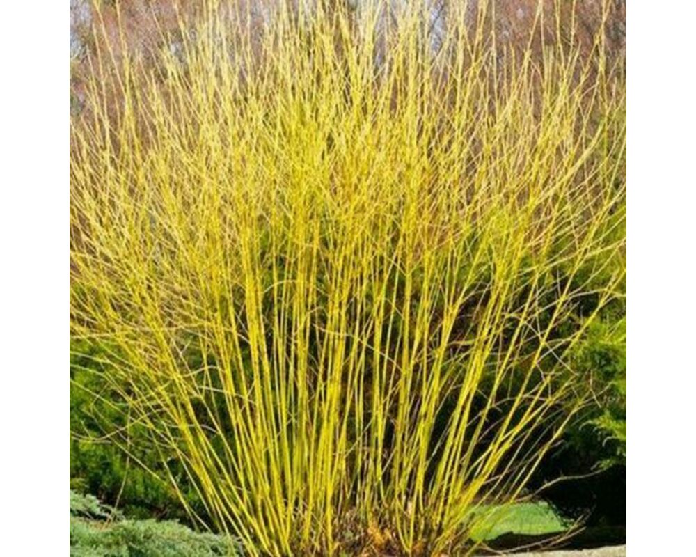 Дерен Дерен