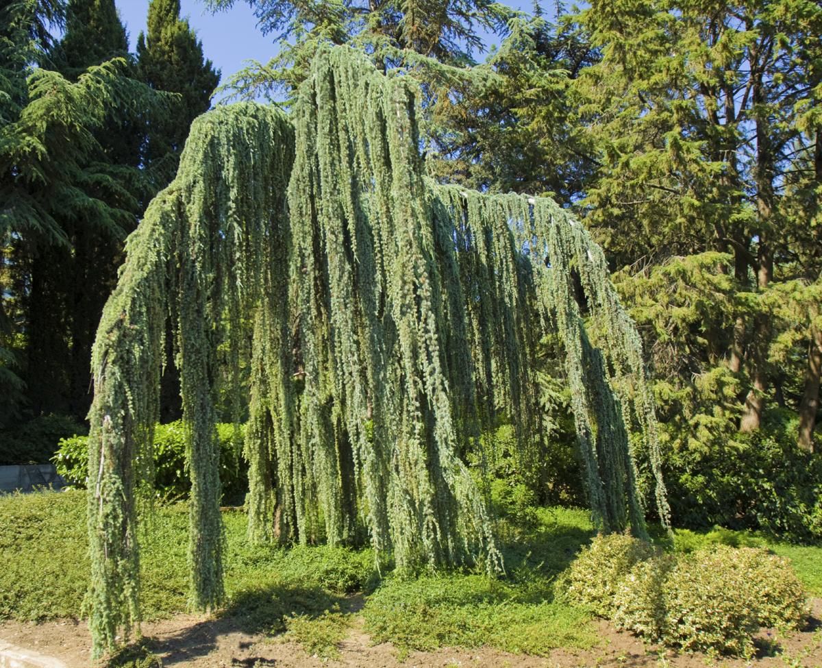 Кедр атласский