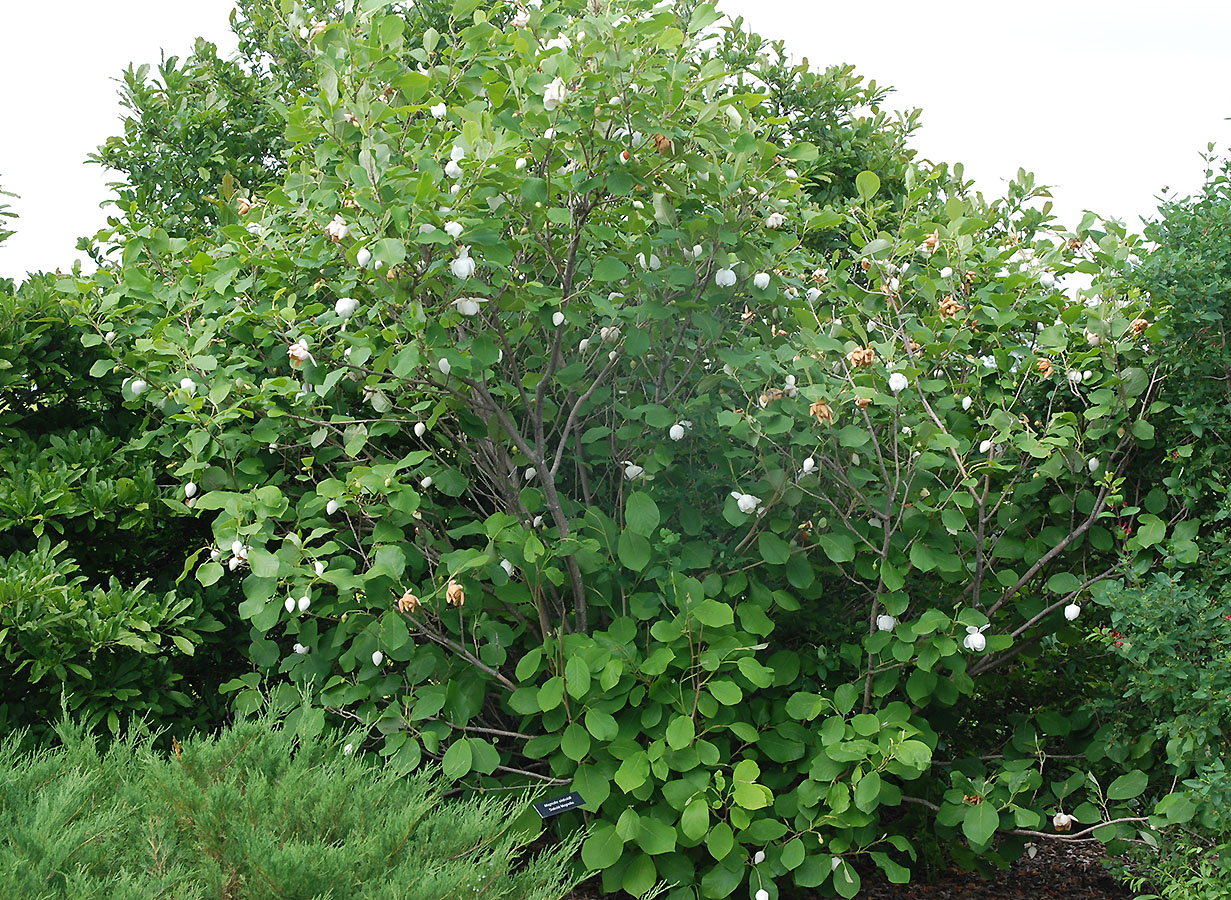 Магнолия Зибольда Магнолия Зибольда