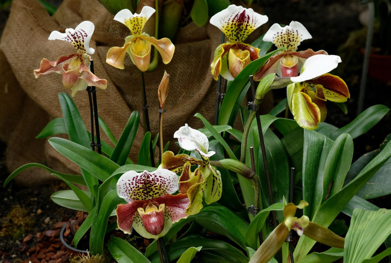 Башмачок королевы