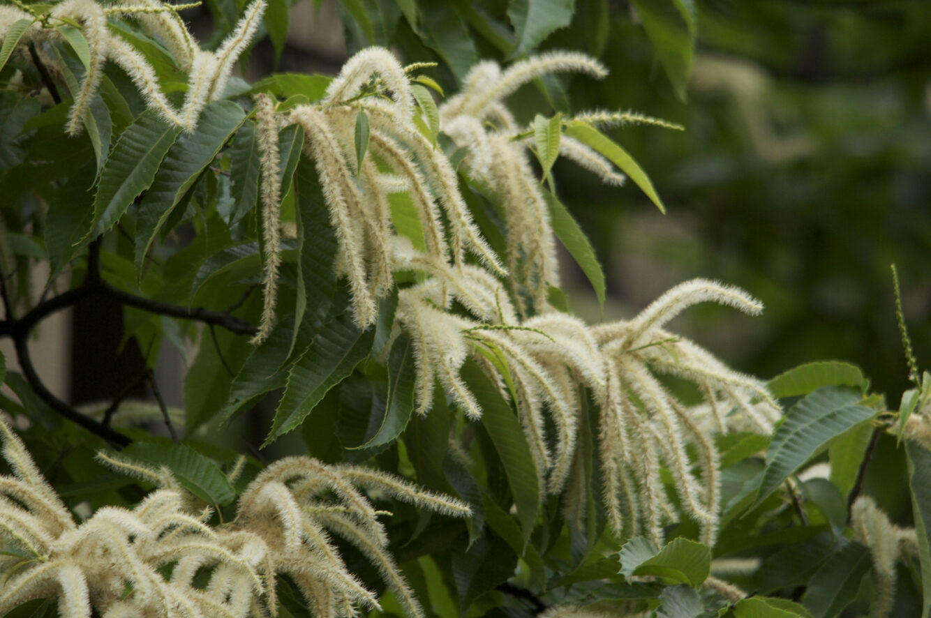 Каштан зубчатый