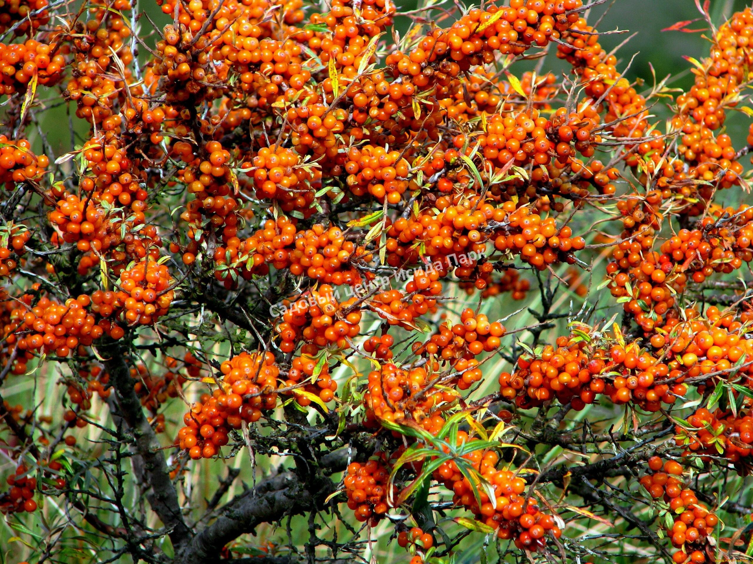 Облепиха Облепиха