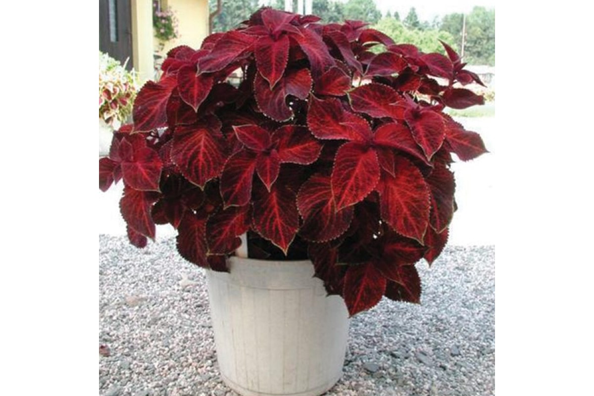 Багряниковые Багряниковые