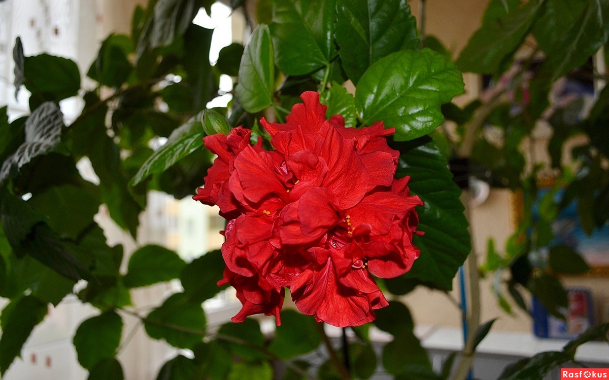 Роза китайская