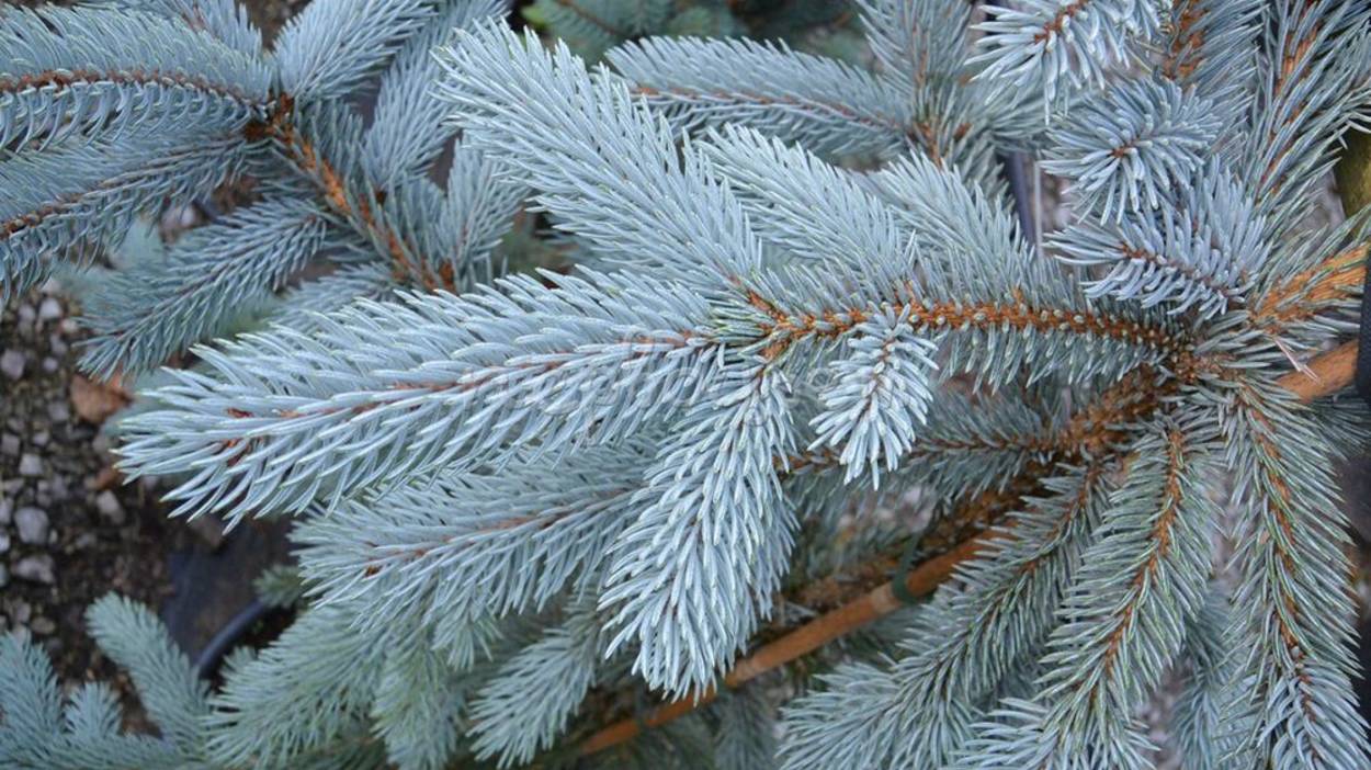 Ель колючая