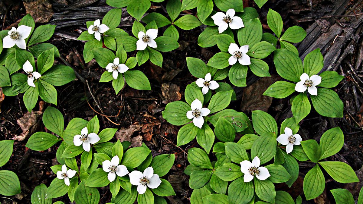 Дерен канадский Дерен канадский