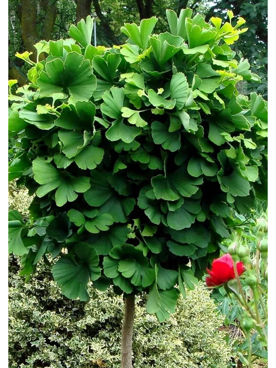 Гинкго двулопастный