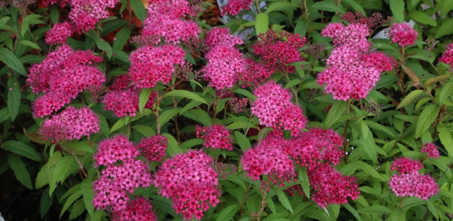 Спирея японская