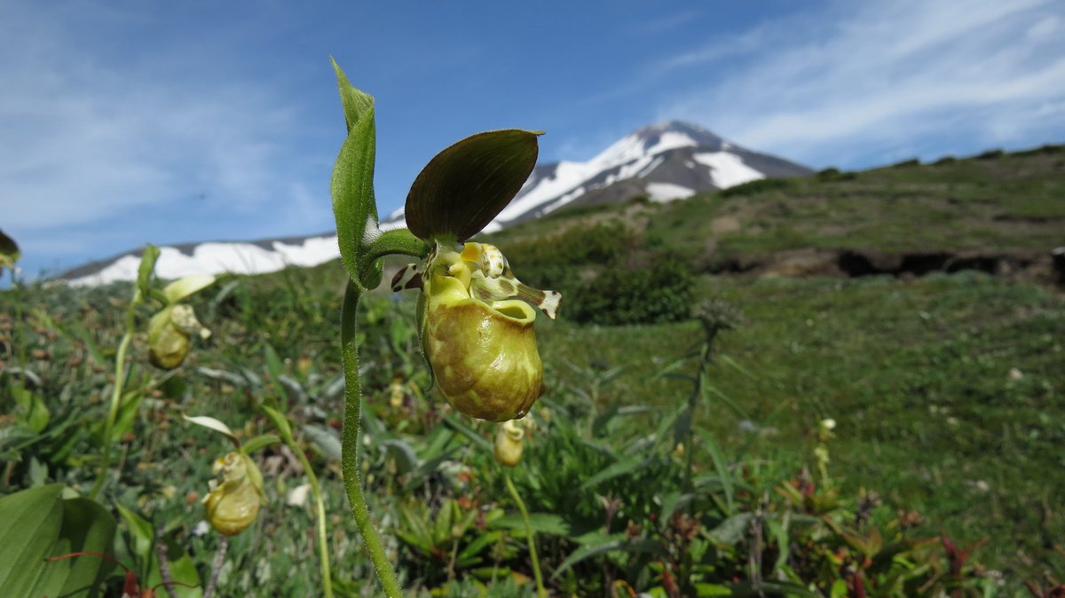 Башмачок горный