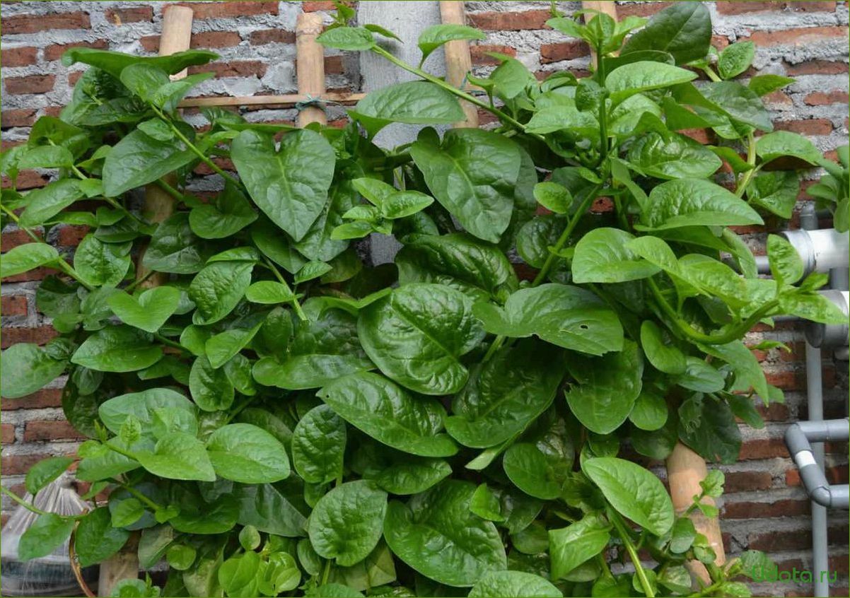 Базелла белая