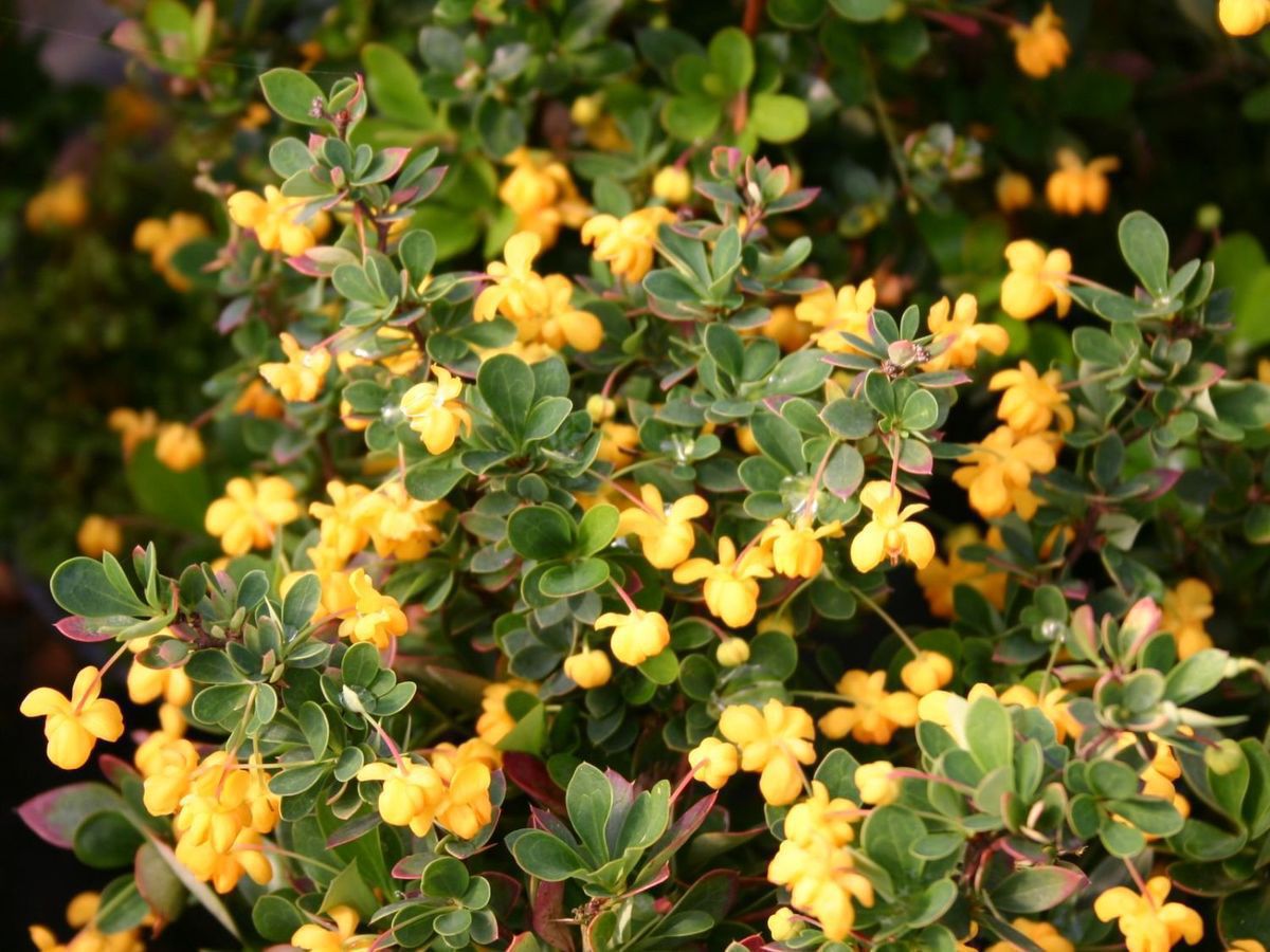 Барбарис Юлианы Барбарис Юлианы