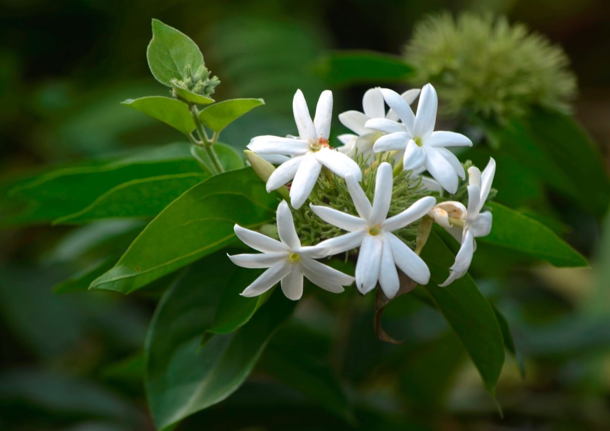 Жасмин многоцветковый Жасмин многоцветковый