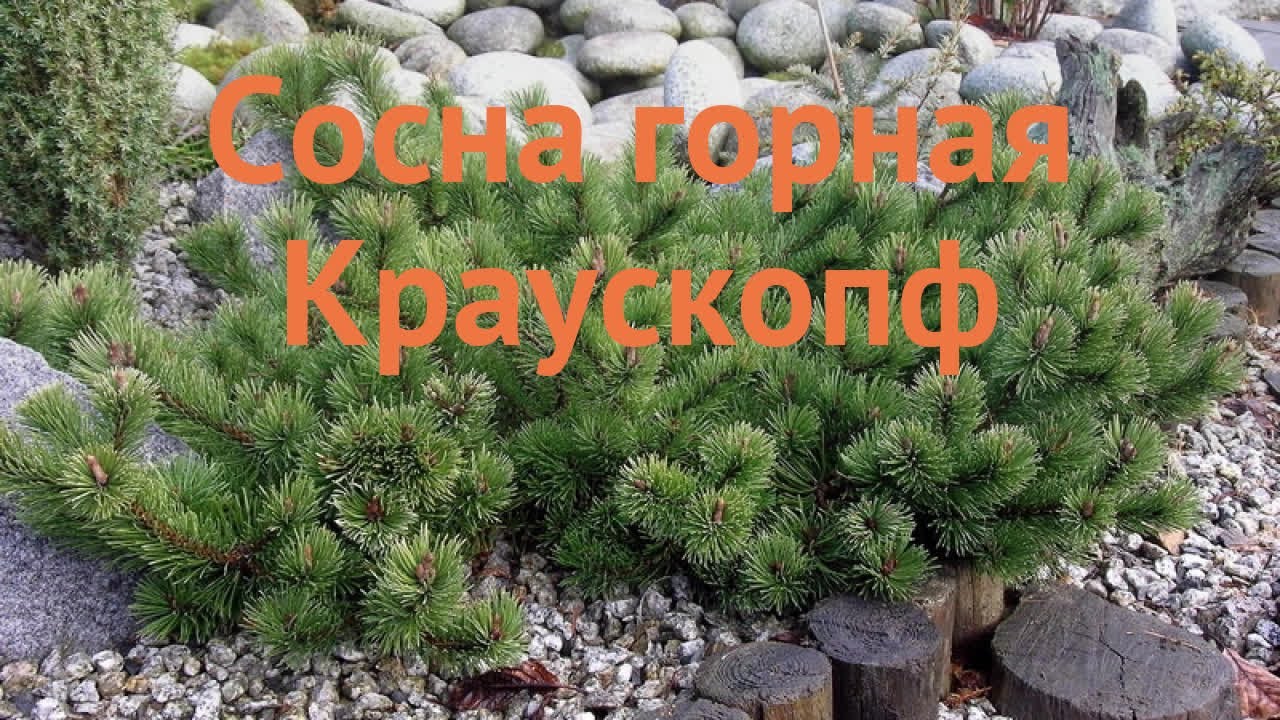 Сосна горная