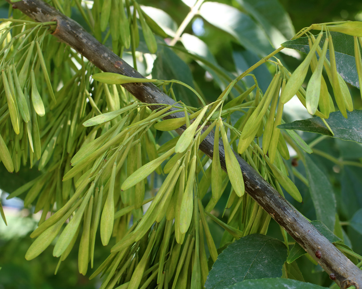 Ясень американский