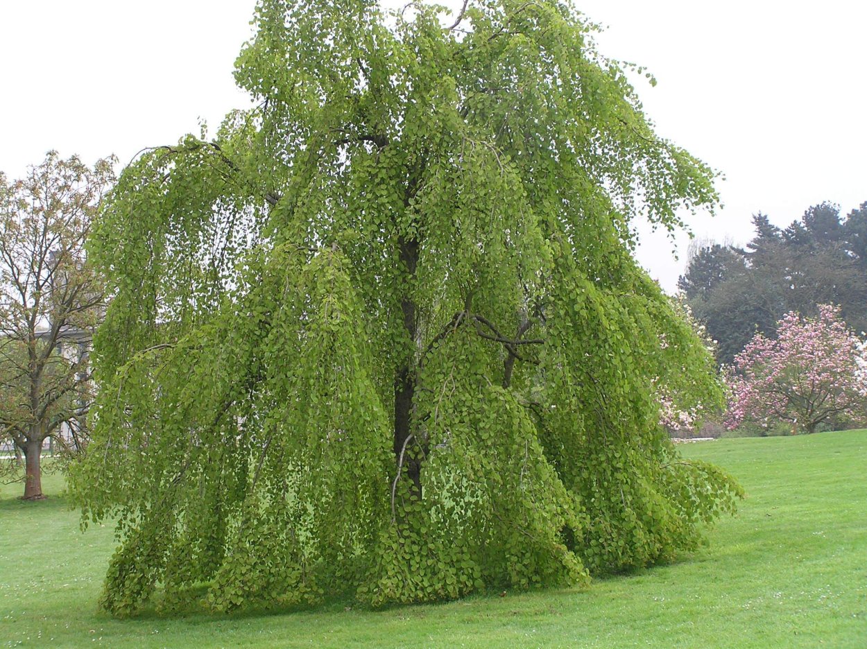 Багрянник японский