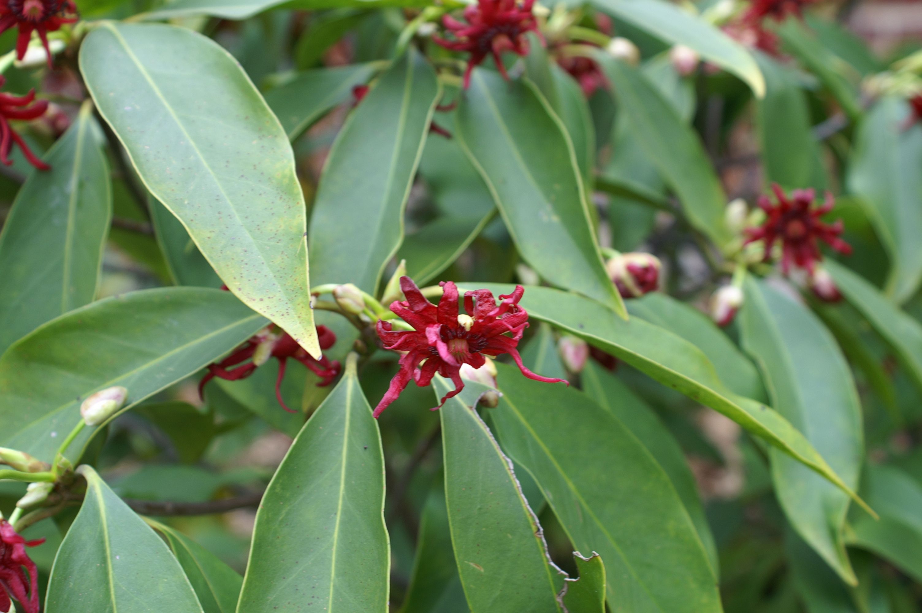 Бадьян мелкоцветковый