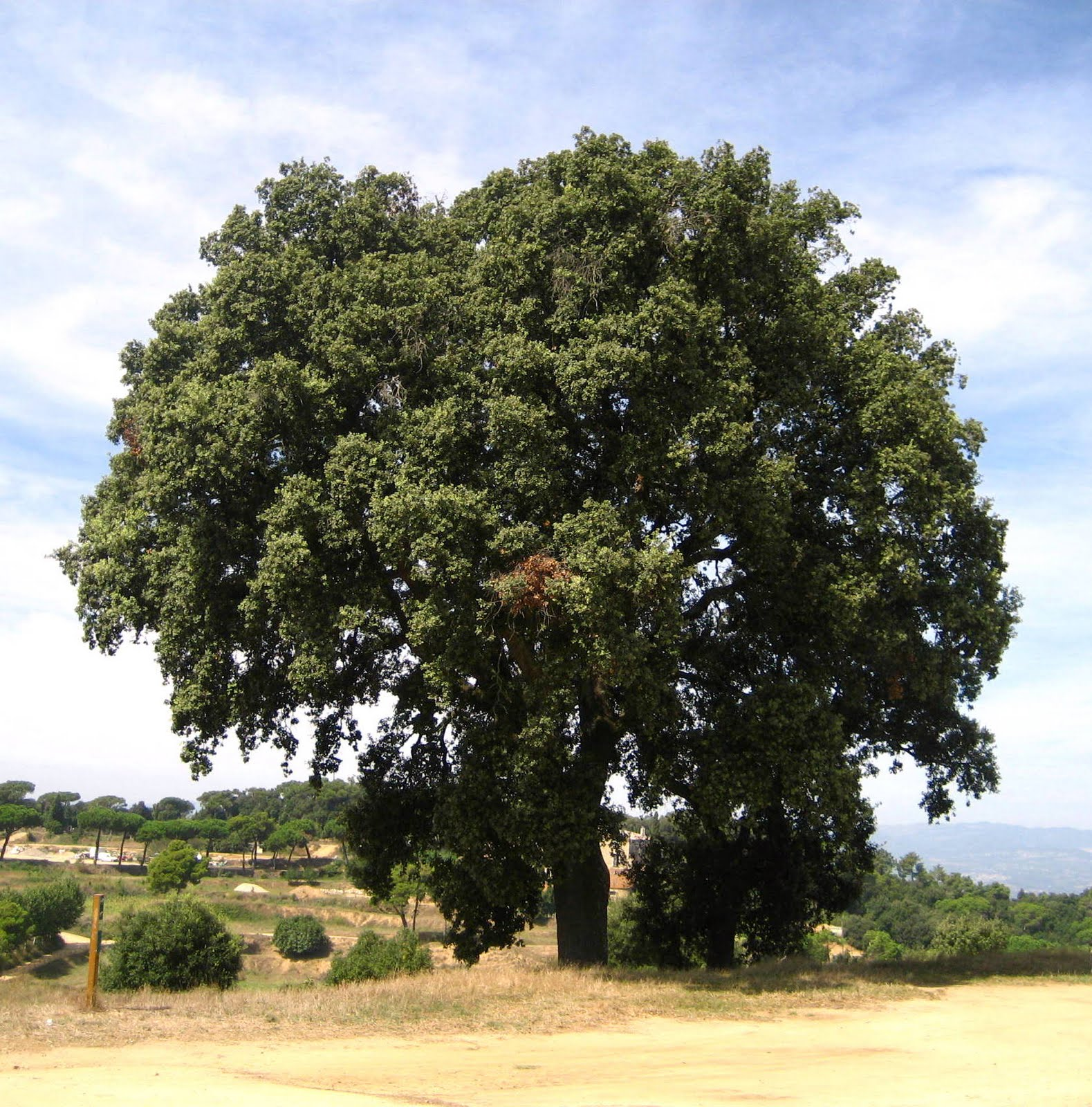 Дуб монгольский Дуб монгольский