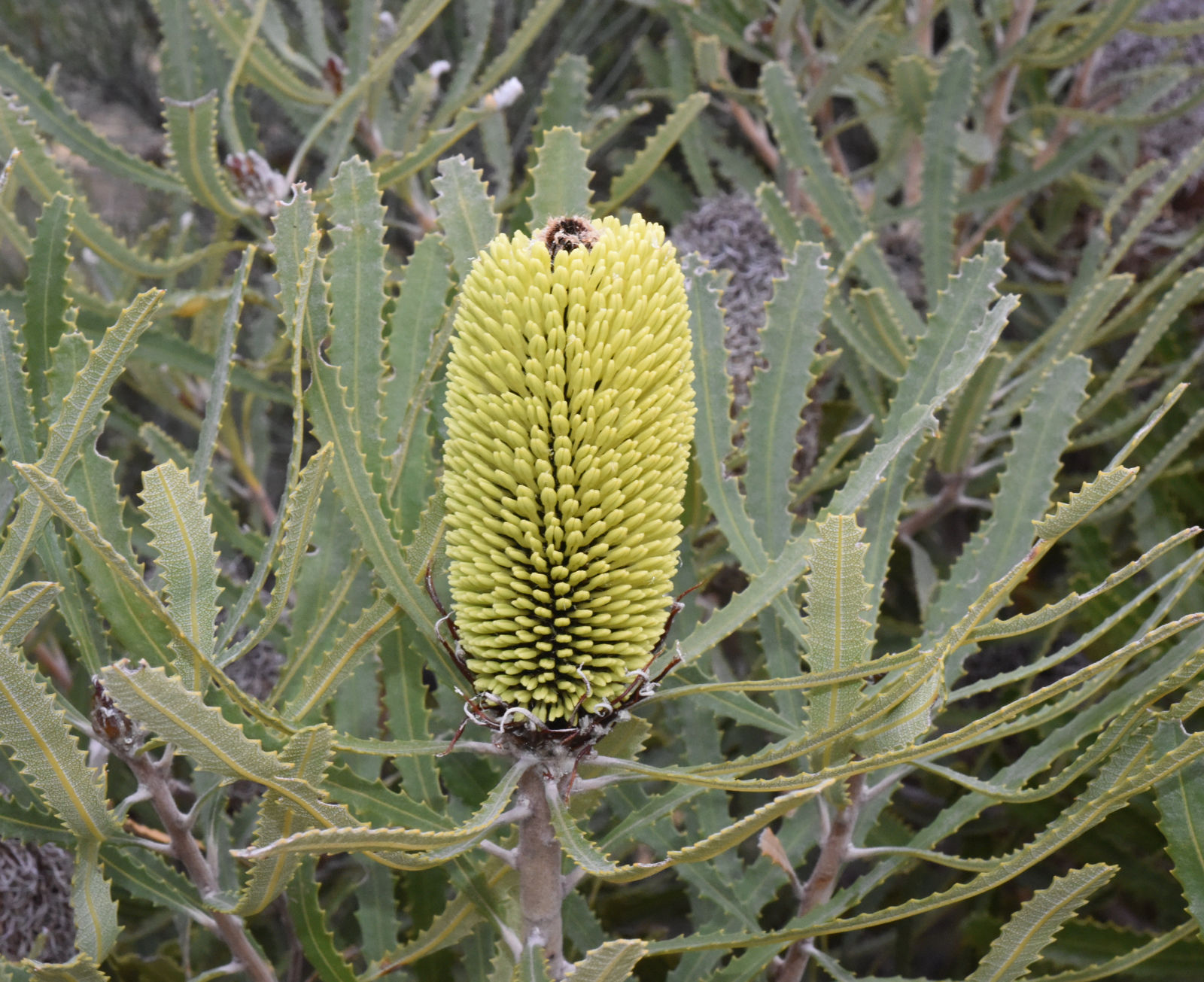 Банксия болотная