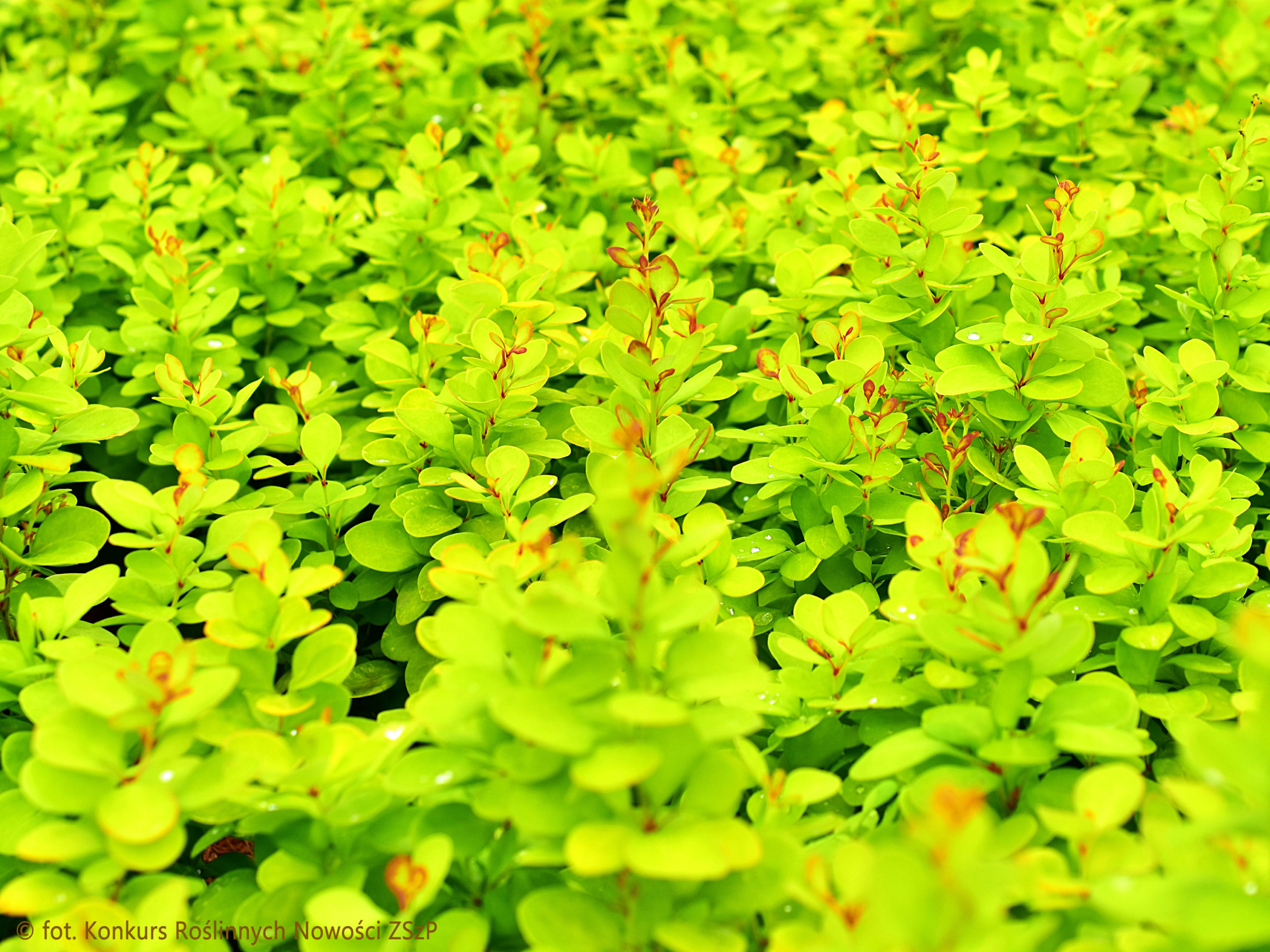 Виноград Тунберга