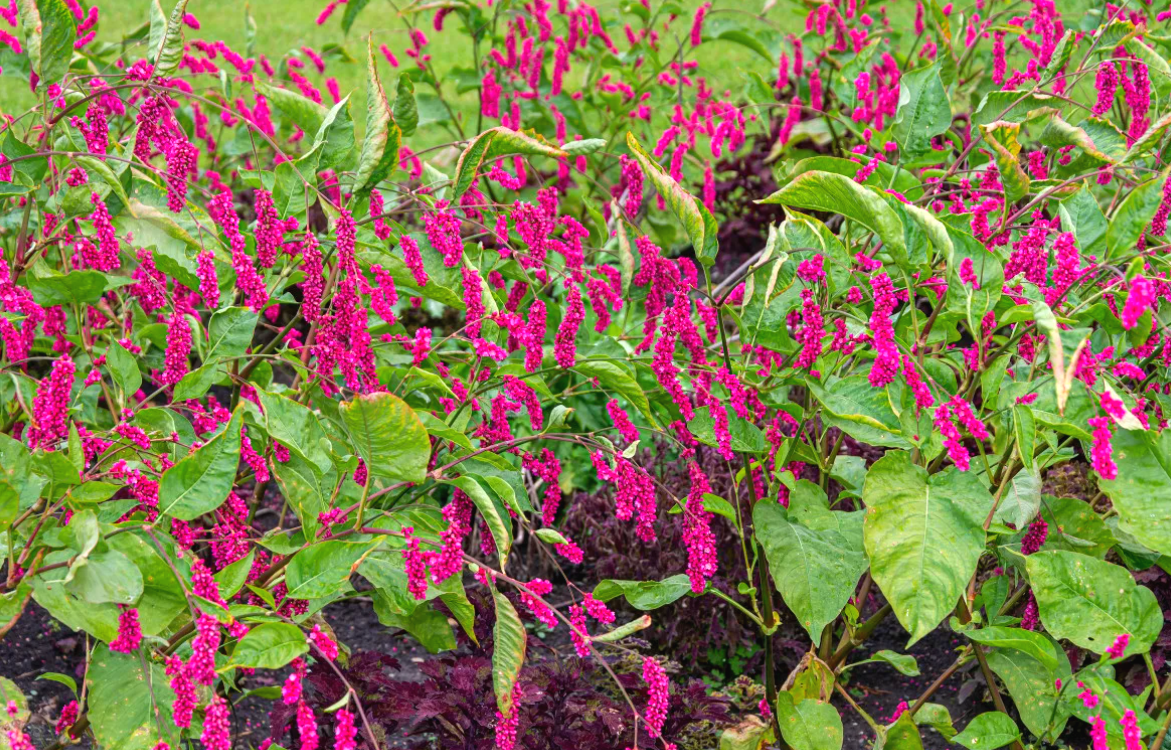 Горец Горец