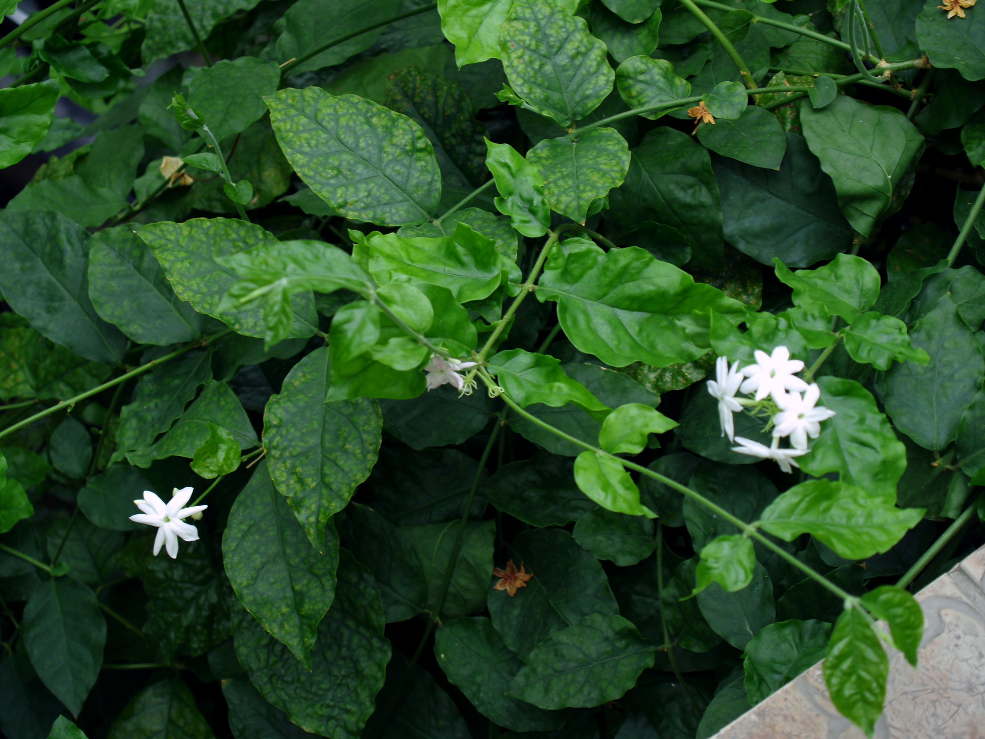 Жасмин самбак