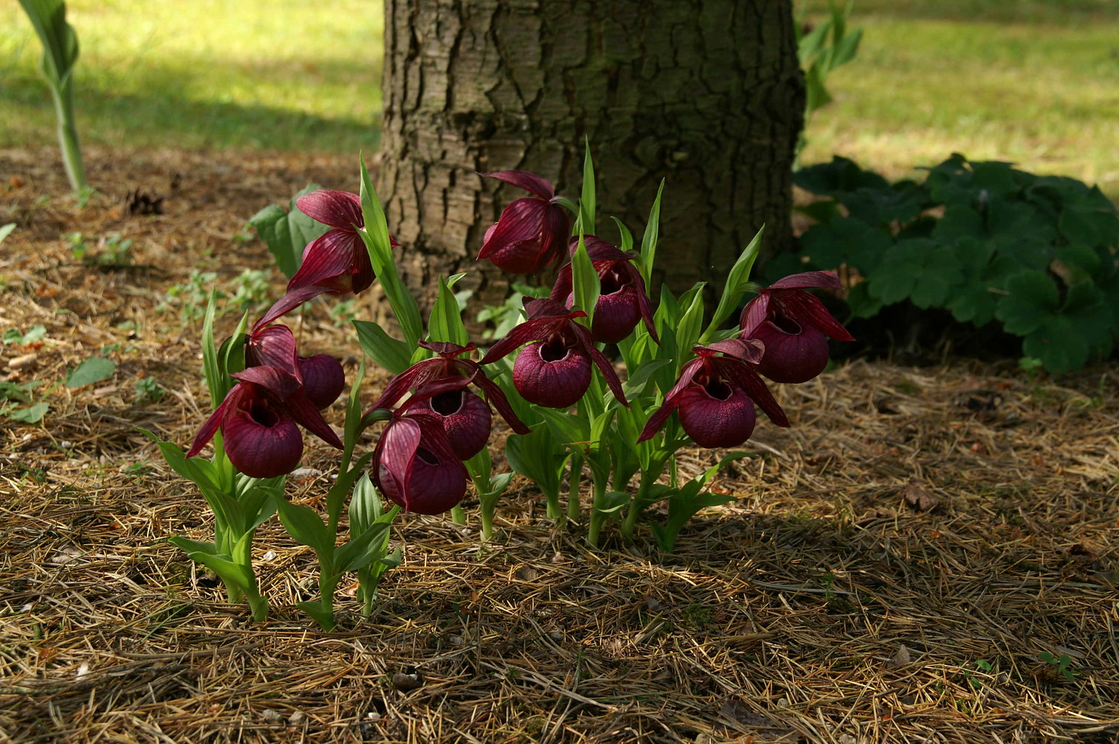 Башмачок кентуккийский