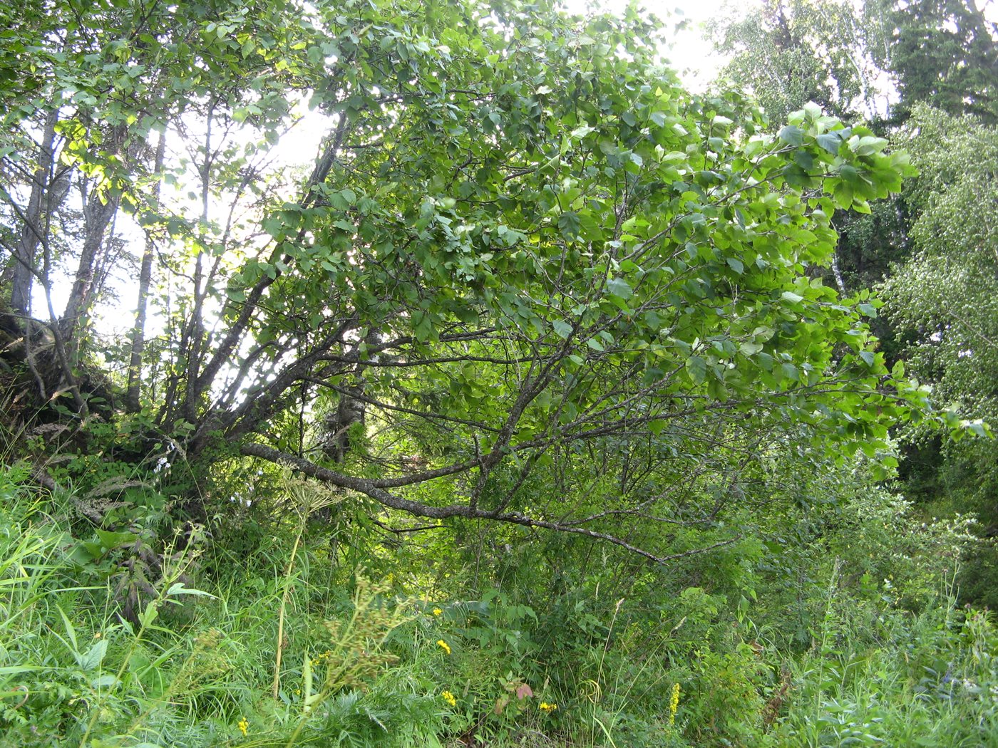 Ольха камчатская